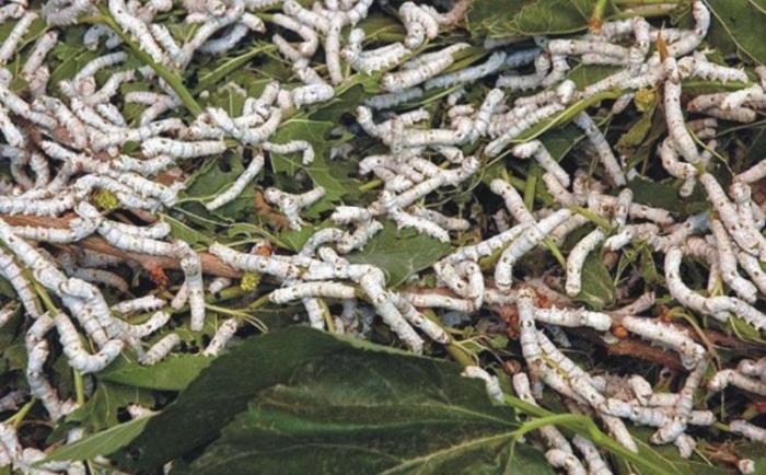 silk_yarn_01.jpg