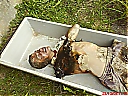 Nombre del archivo=Ladrao_de_Fio_Alta_Tensao_013~0.jpg
Tamaño del archivo=105KiB
Dimensiones=960x720
Fecha añadida=Diciembre 29, 2018 Ladrao_de_Fio_Alta_Tensao_013~0.jpg