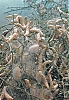 Nombre del archivo=silk_yarn_11.jpg
Tamaño del archivo=89KiB
Dimensiones=500x719
Fecha añadida=Junio 04, 2012 silk_yarn_11.jpg