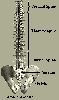 Nombre del archivo=LSPINE.GIF
Tamaño del archivo=10KiB
Dimensiones=210x354
Fecha añadida=Enero 19, 2007 LSPINE.GIF
