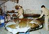 rshi18b.gif